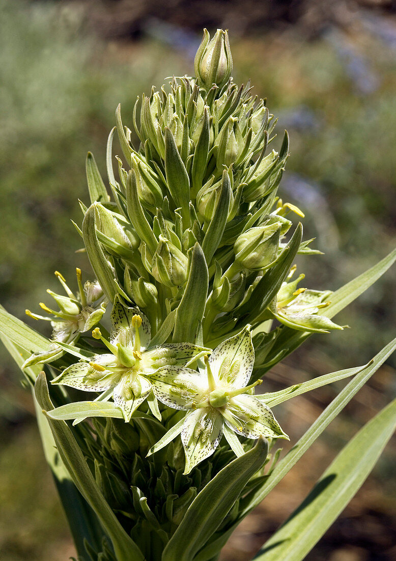 Monument plant (Swertia radiata)