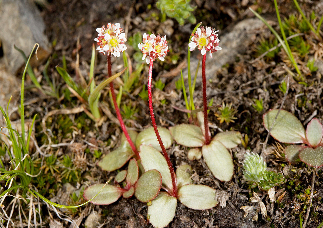 Alpine saxifrage (Saxifraga aprica)