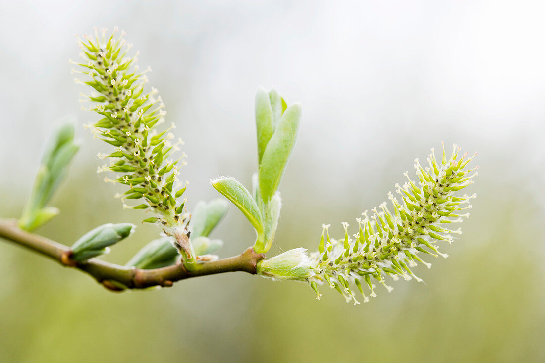 Willow catkins (Salix sp.)