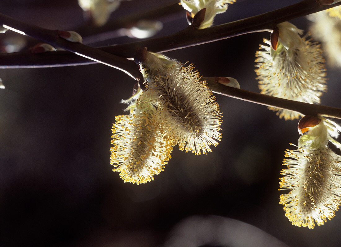 Willow catkins (Salix sp.)