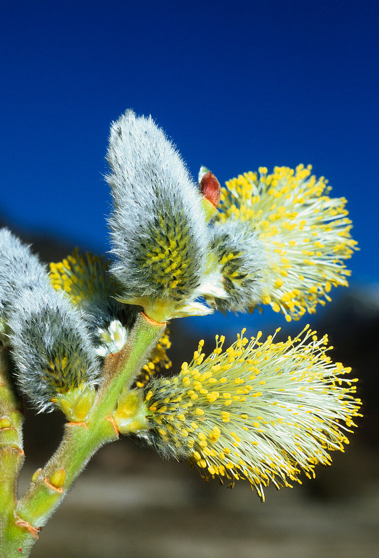 Male pussy willow catkins