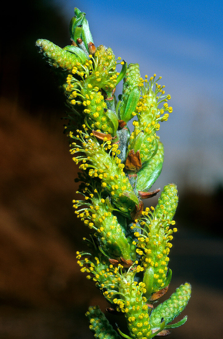 Elaeagnos catkins (Salix elaeagnos)