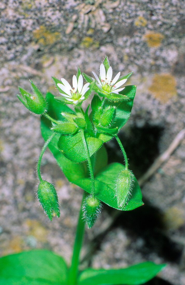 Chickweed (Stellaria media ssp. media)