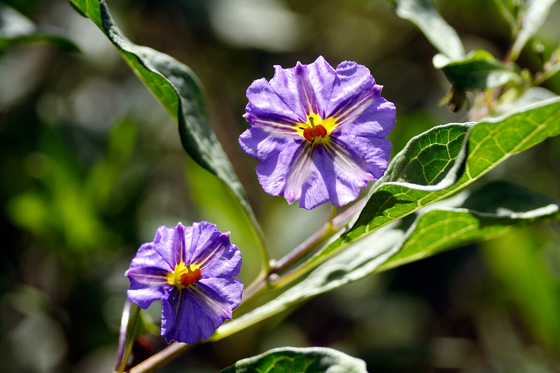 Solanum flowers (Solanum sp.)