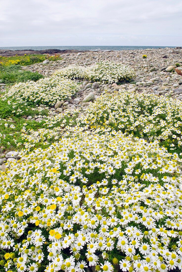 Sea mayweed (Tripleurospermum maritimum)