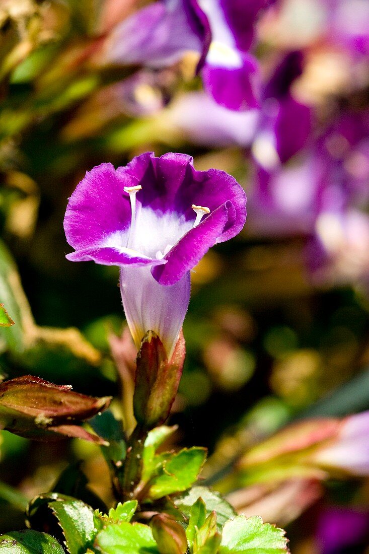 Torenia 'Moon Violet'