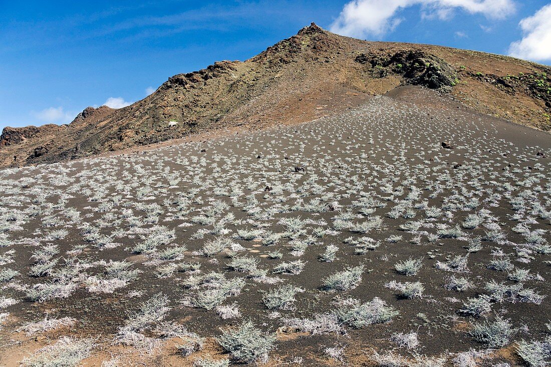 Grey matplant