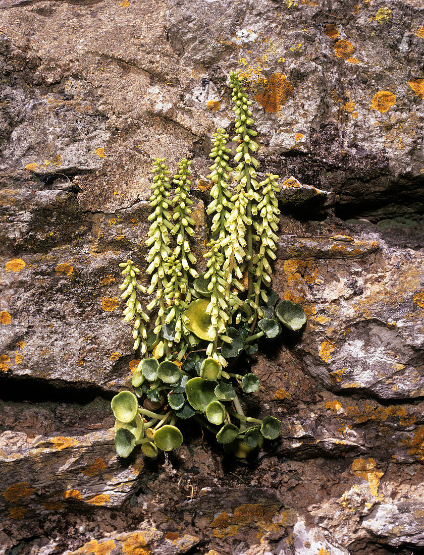 Navelwort (Umbilicus rupestris)