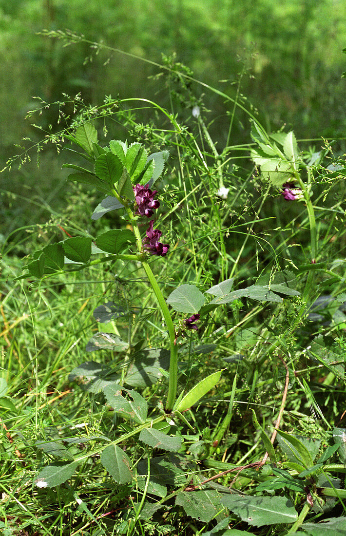 Narbonne vetch (Vicia narbonensis)