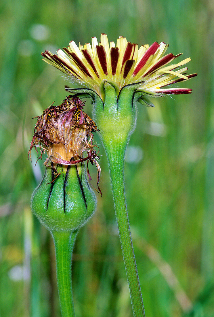 Urospermum dalechampii