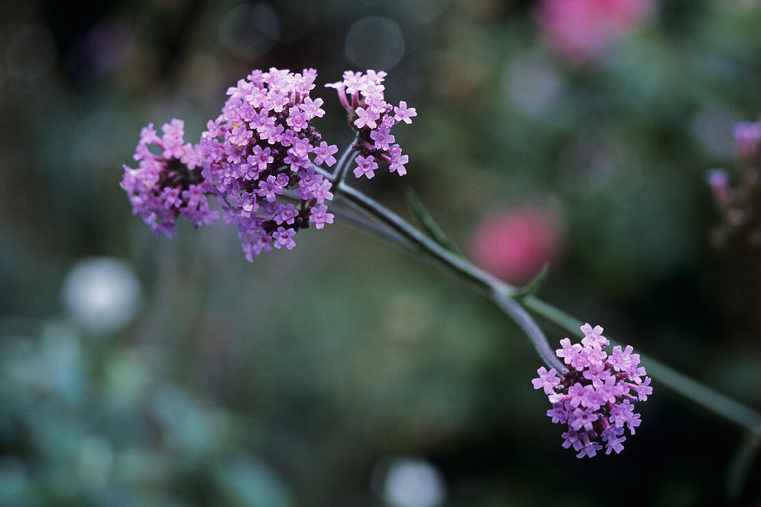 Verbena bonariensis 'Purple Top'