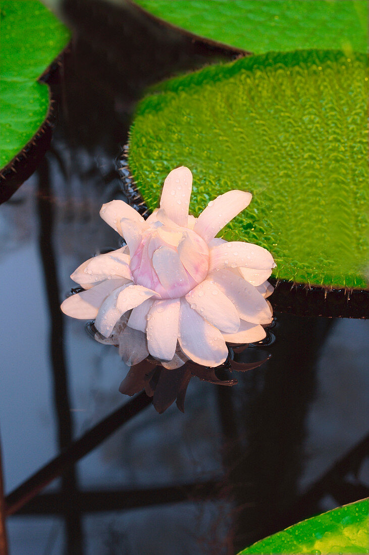 Amazon water lily (Victoria Amazonica)
