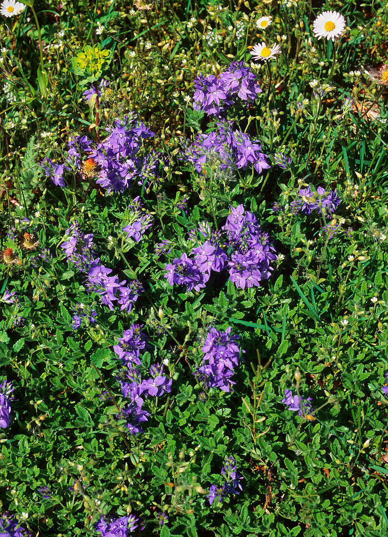 Speedwell (Veronica orsiniana)