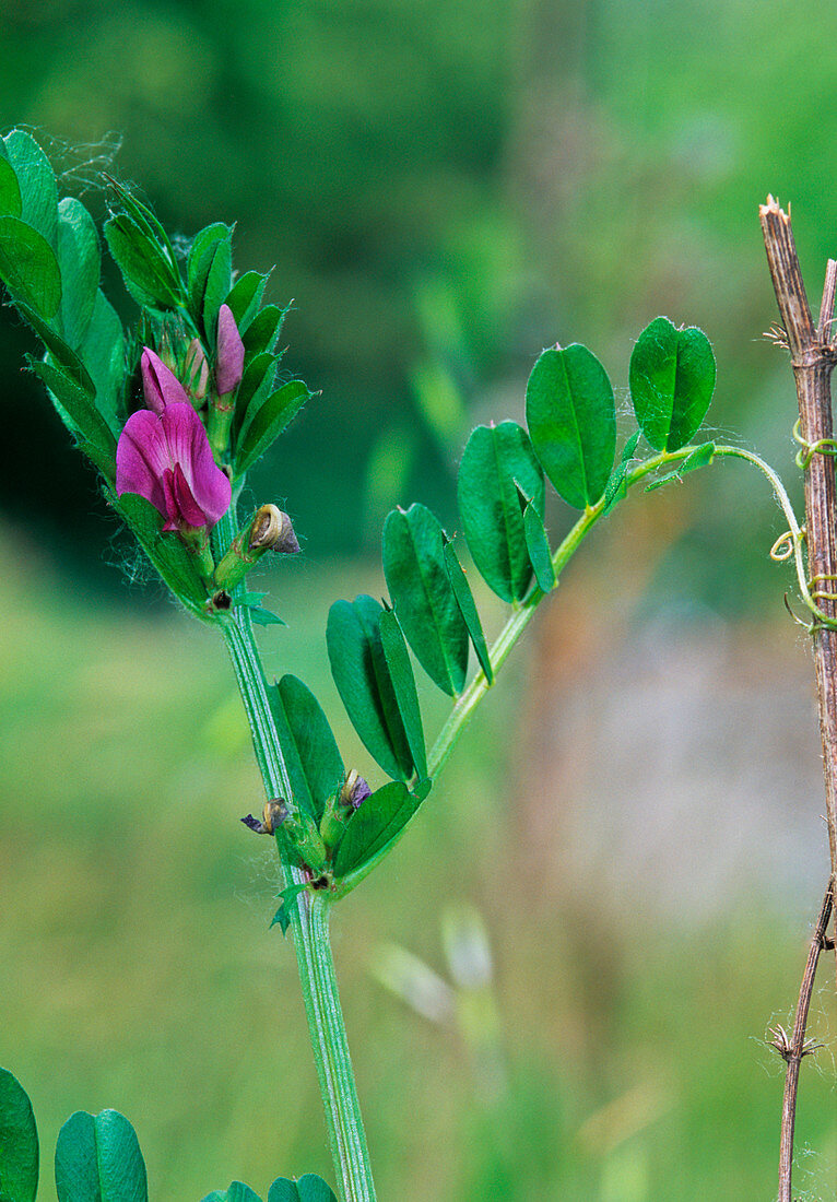 Common vetch (Vicia sativa segetalis)