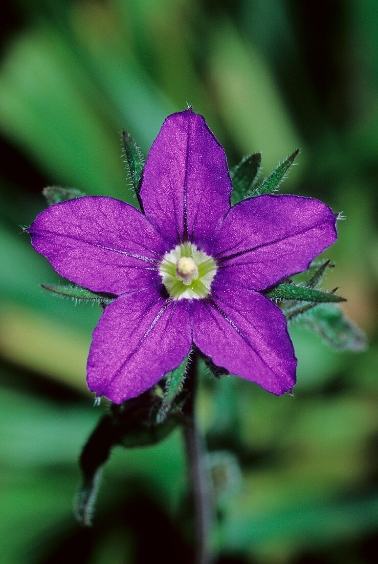 Legousia speculum-veneris