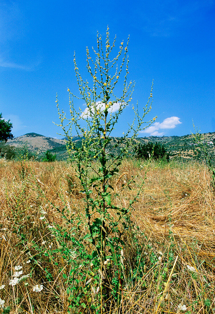 Wavyleaf mullein (Verbascum sinuatum)