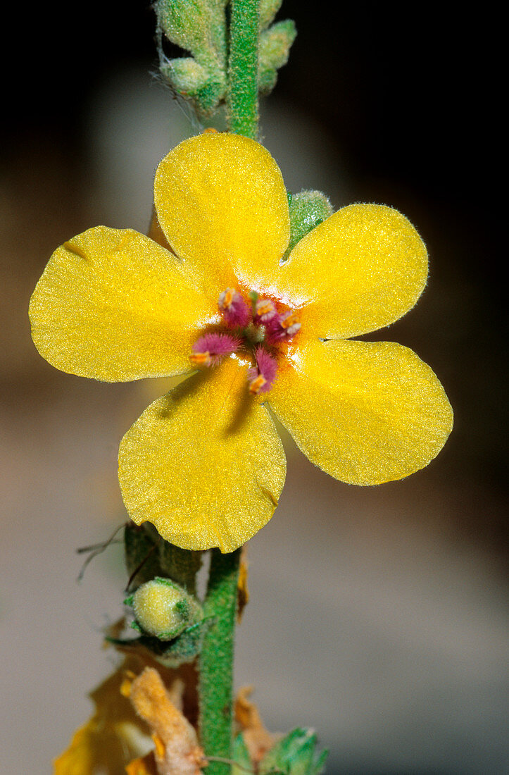 Wavyleaf mullein (Verbascum sinuatum)