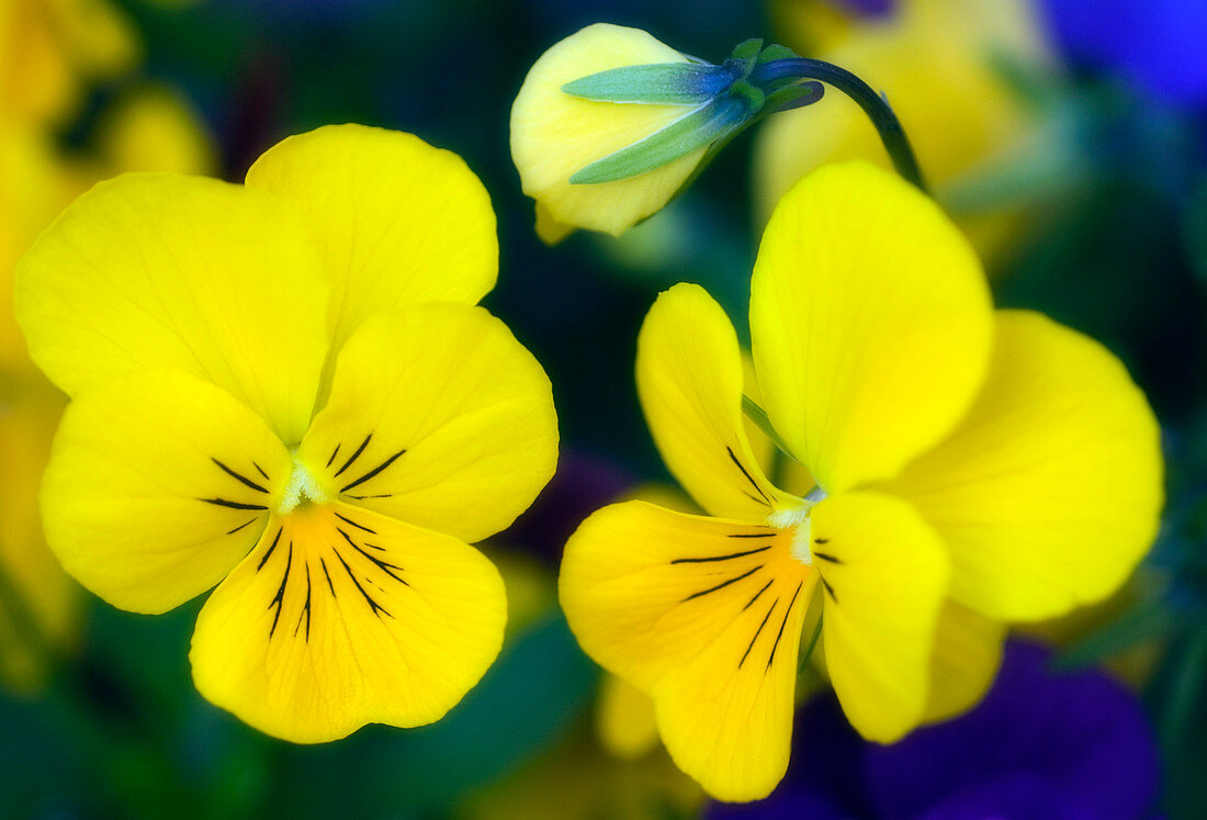 Pansies (Viola x wittrockiana)