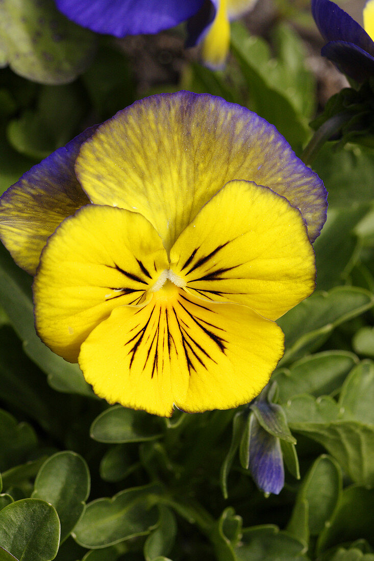 Pansy (Viola tricolor 'Ultima Morpho')