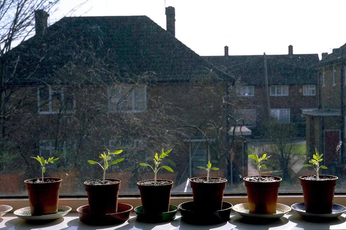 Tomato seedlings on a windowsill
