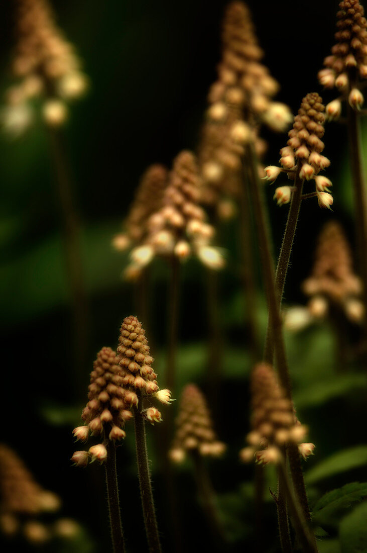Foam flower (Tiarella cordofolia)