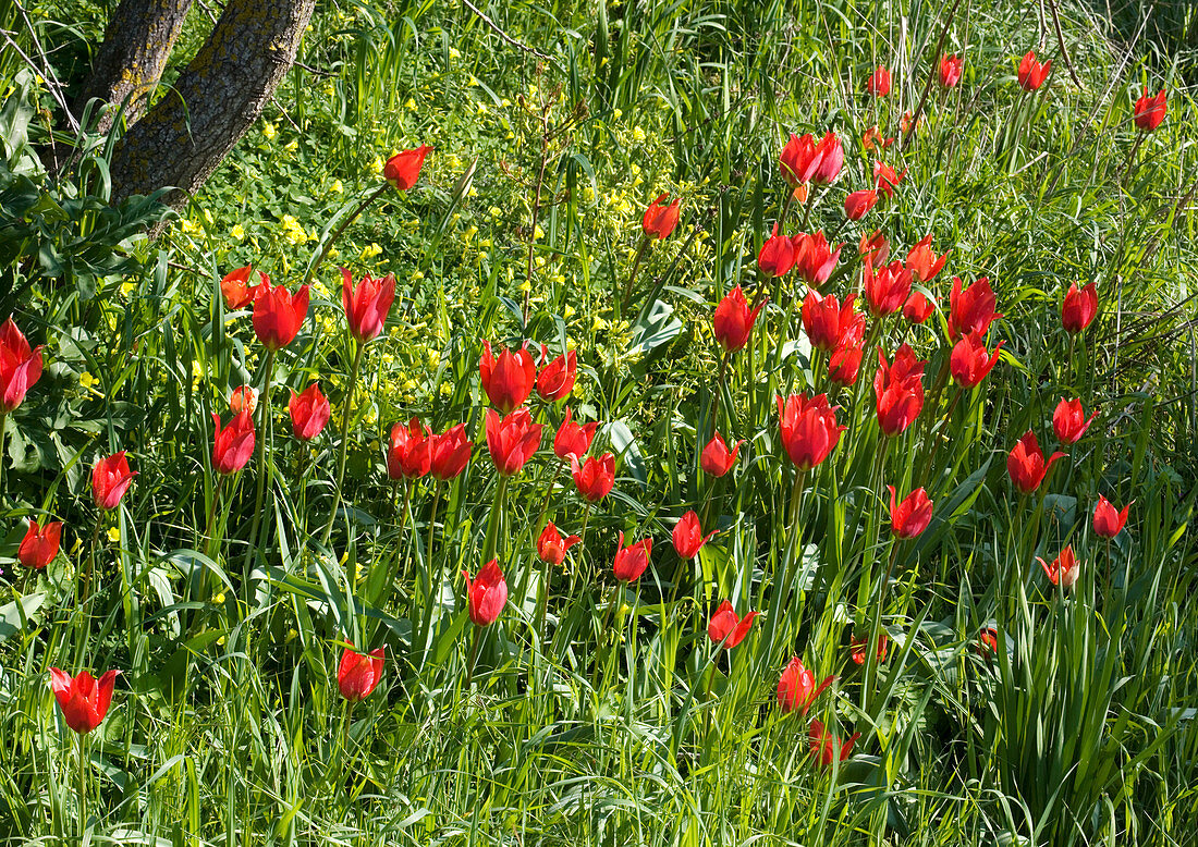 Wild tulip (Tulipa praecox)