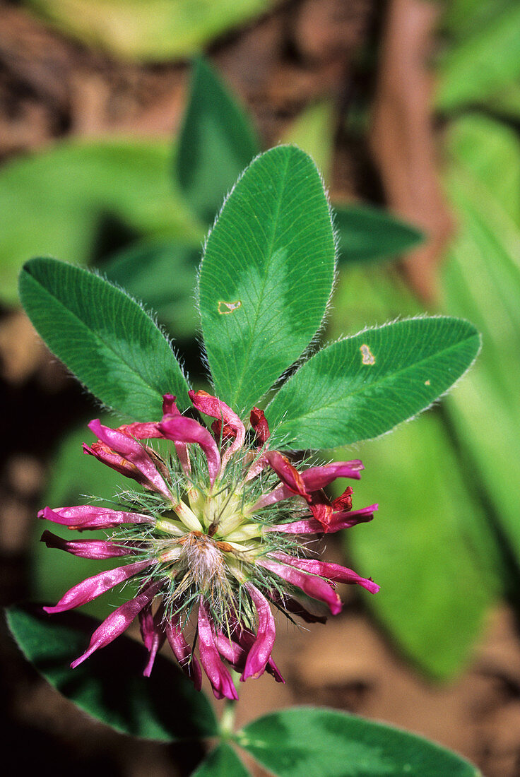 Zigzag clover (Trifolium medium)