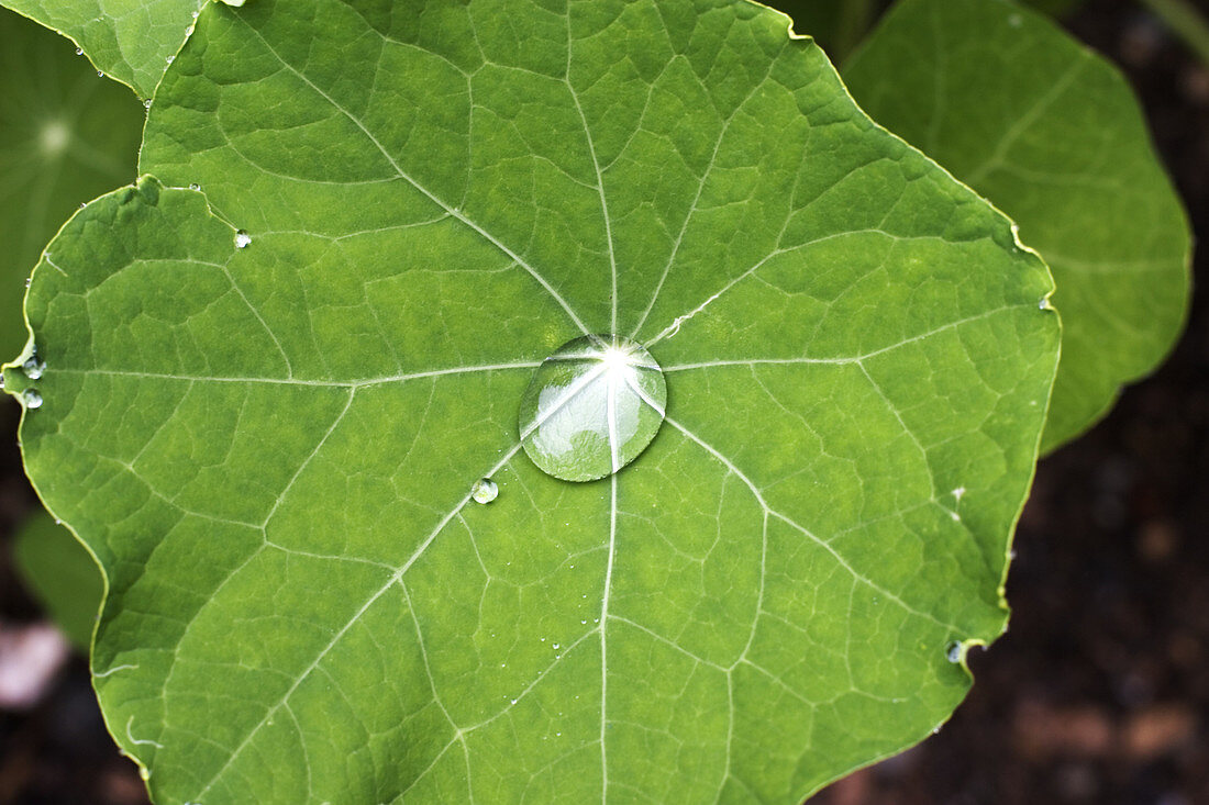 Nasturtium leaf (Tropaeolum sp.)