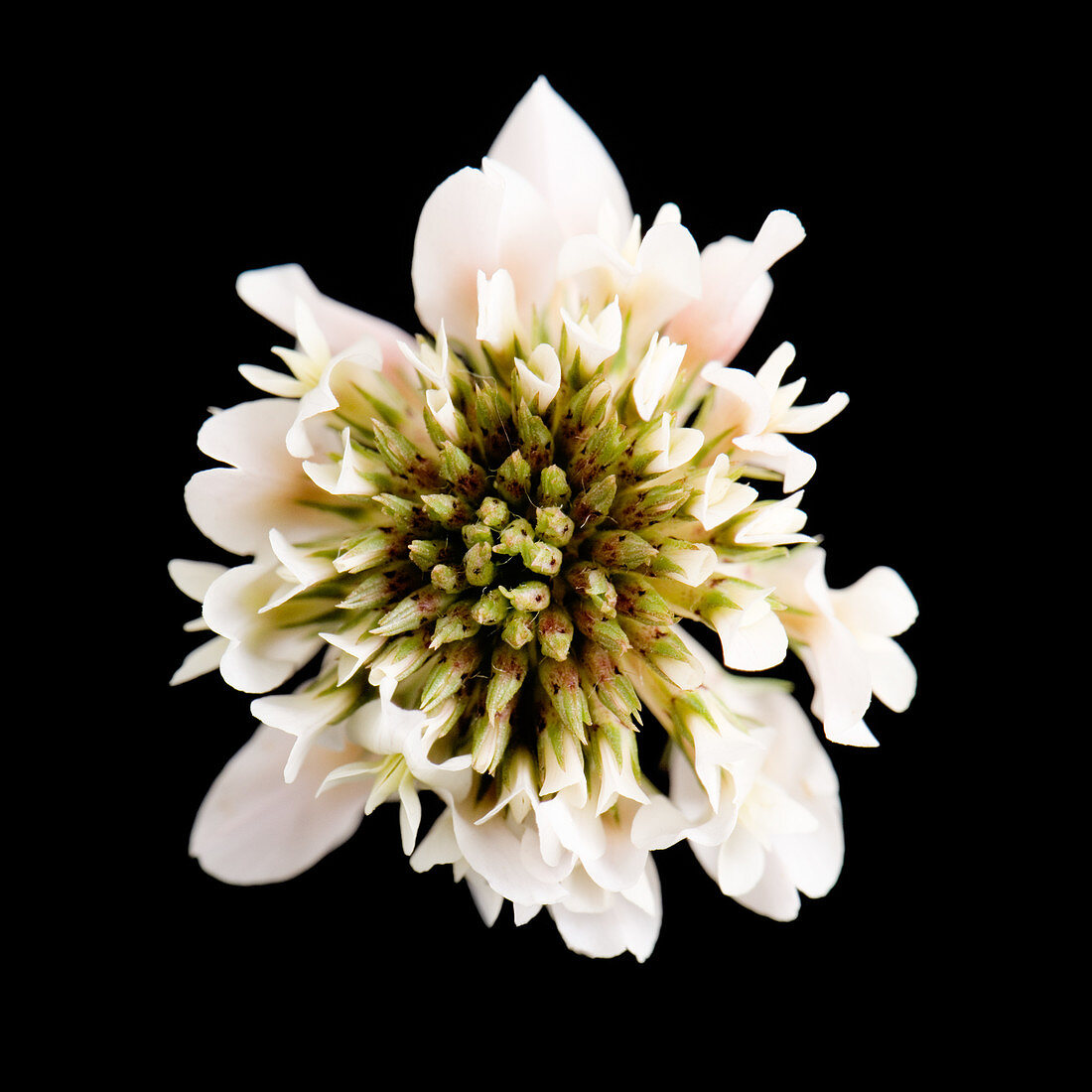 Clover (Trifolium sp.)
