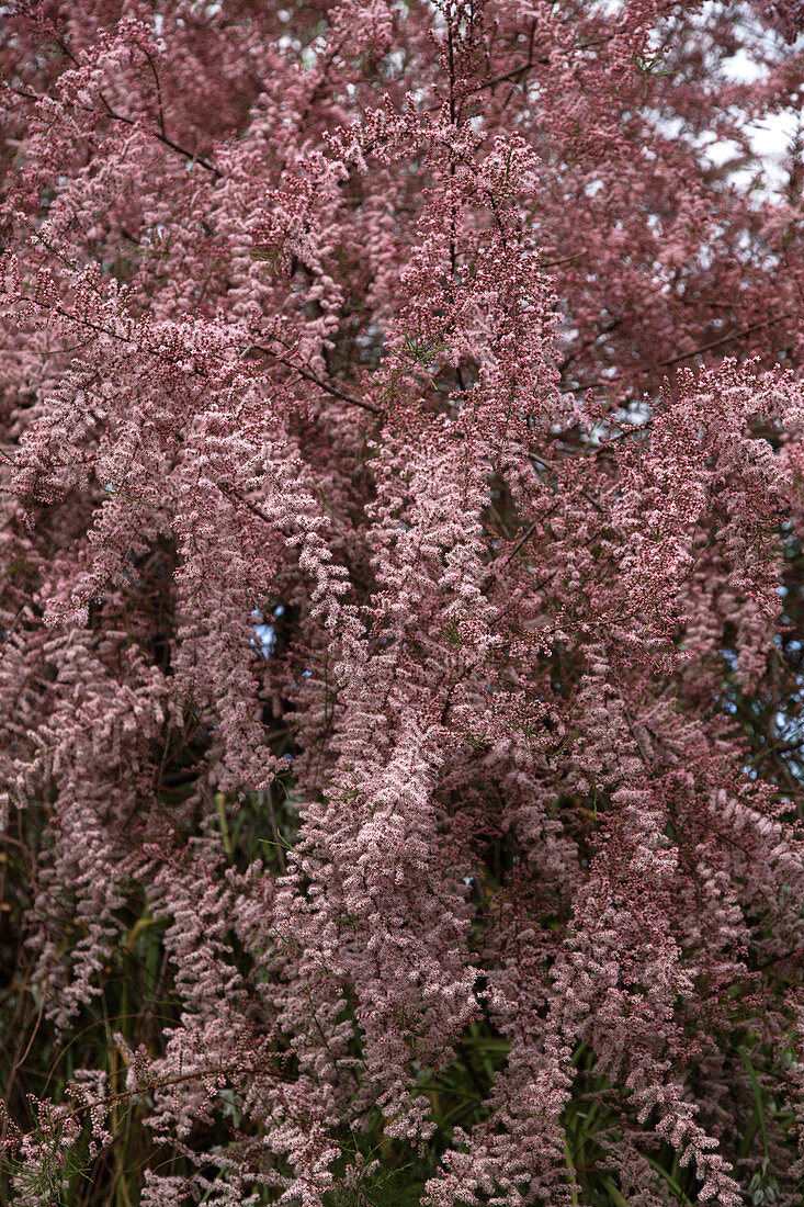 Tamarix blossom (Tamarix gallica)