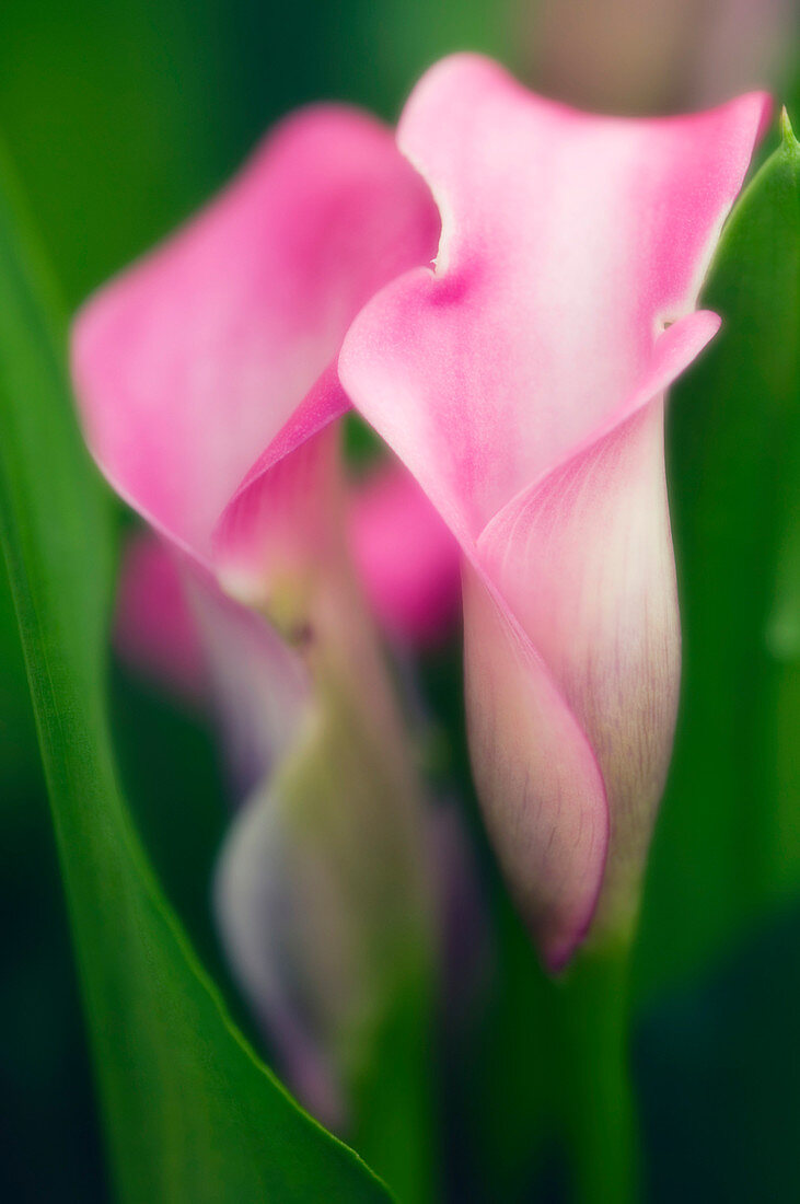 Calla lilies (Zantedeschia hybrid)