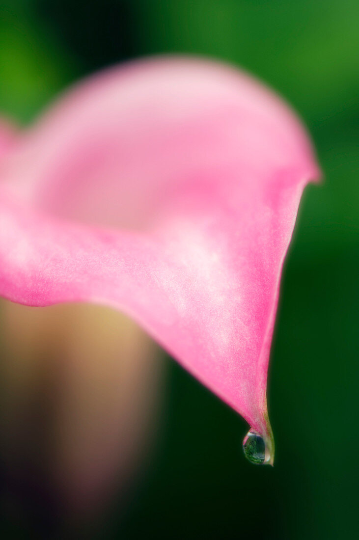 Calla lily (Zantedeschia hybrid)