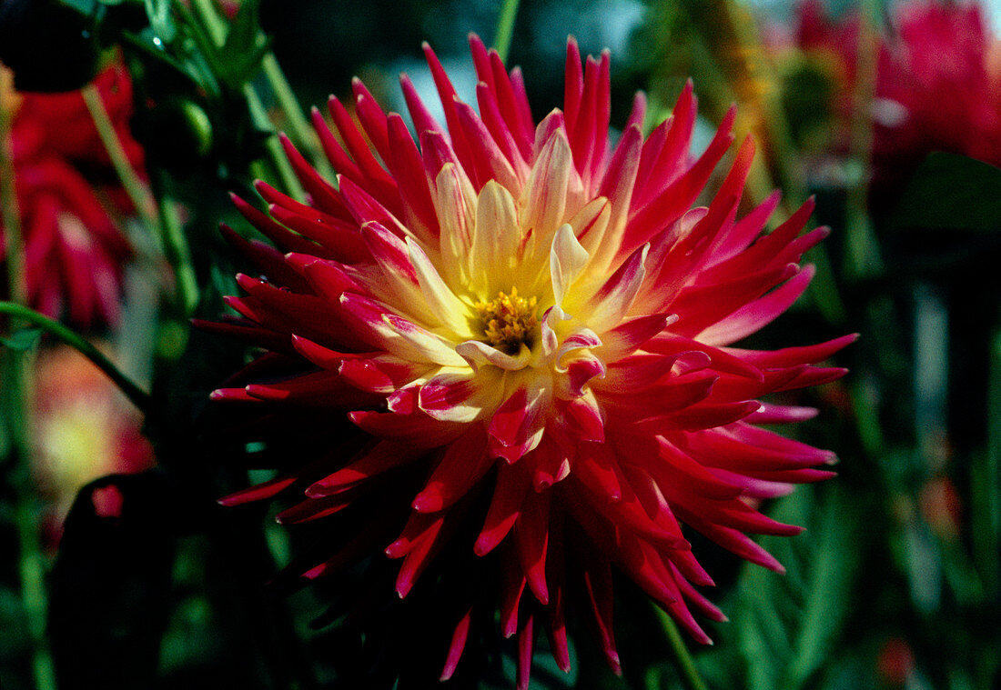 cactus Dahlia