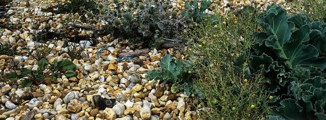 Shingle beach habitat