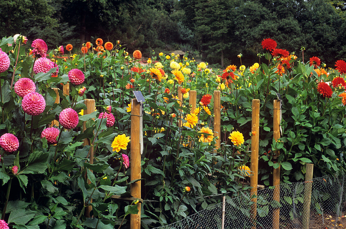 Dahlia flower trials