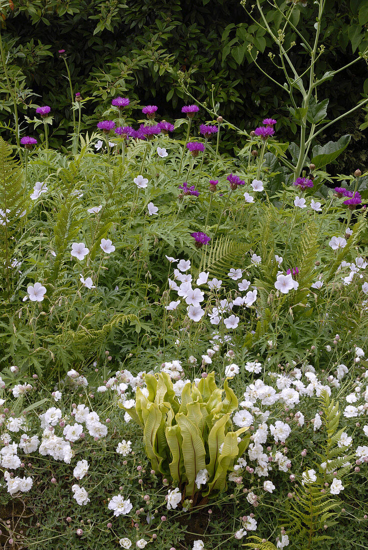 Bide-A-Wee Cottage Garden