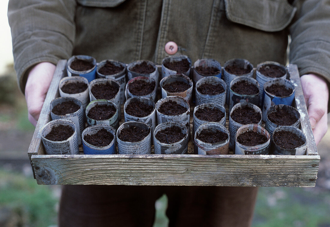 Gardener with a tray of seed pots