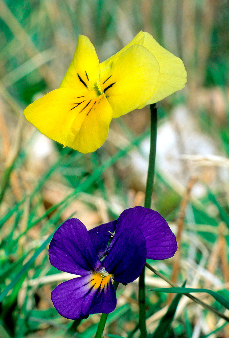 Viola eugeniae eugeniae