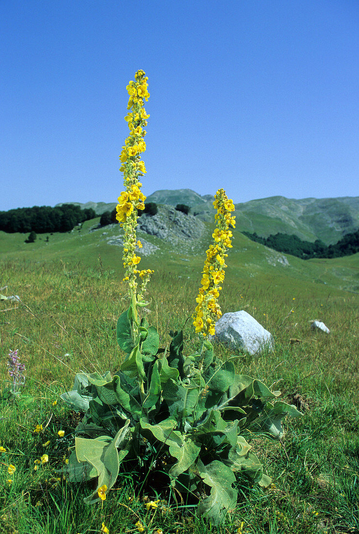 Mullein (Verbascum longifolium)