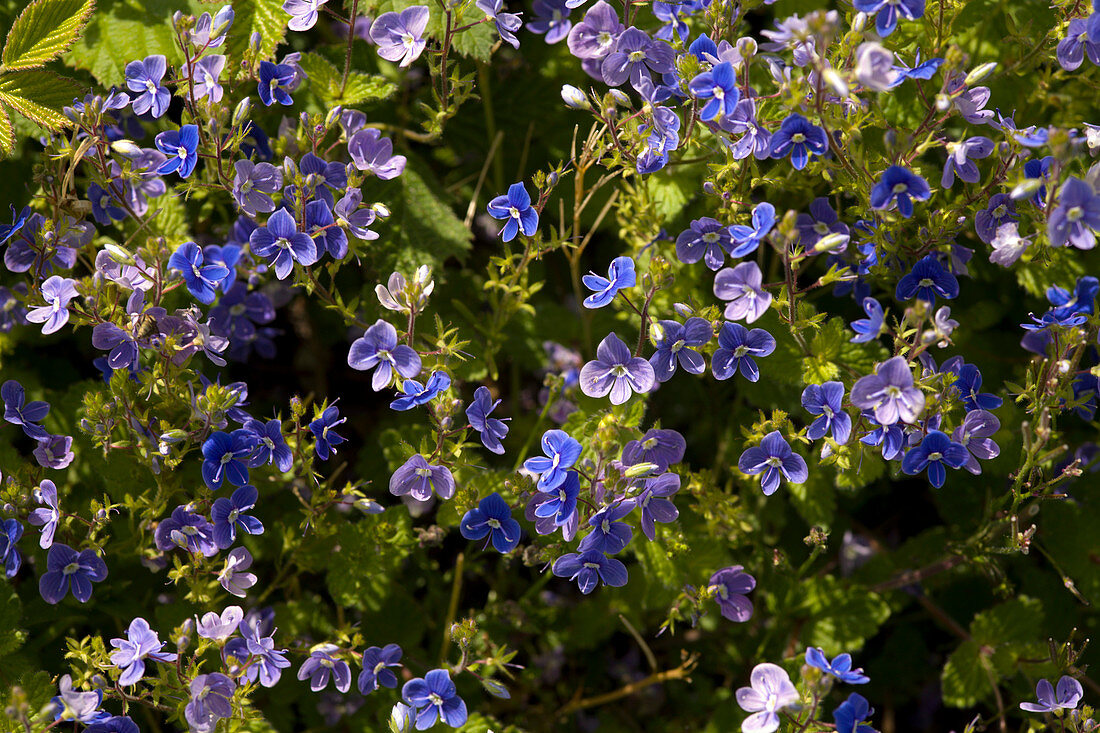 Germander speedwell (Veronica chamaedrys)