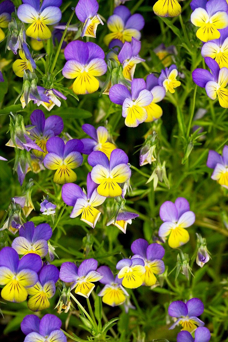 Pansy flowers (Viola x wittrockiana)