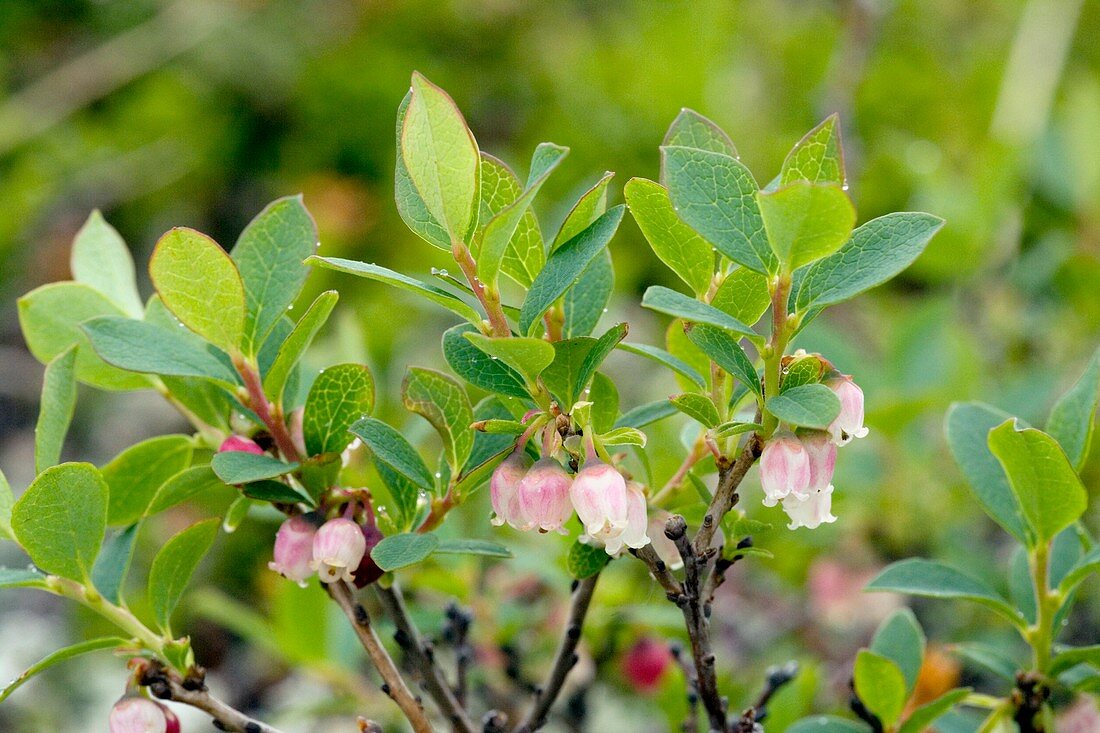 Bog bilberry (Vaccinium uliginosum)