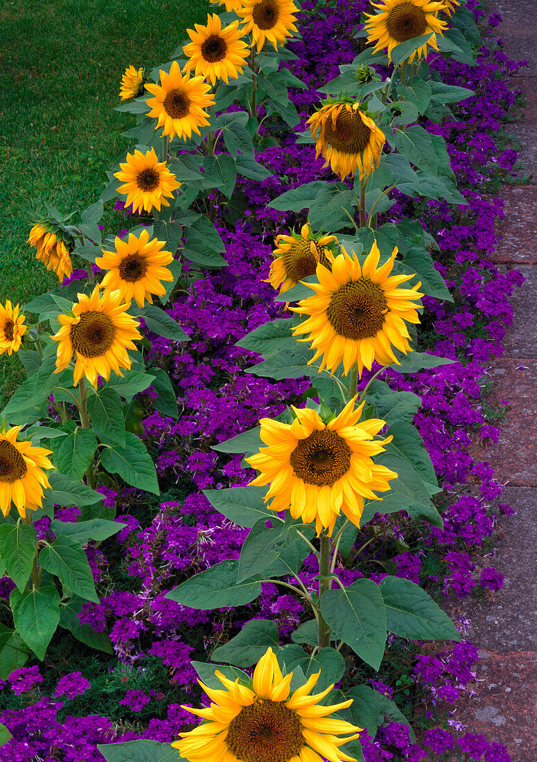 Sunflowers and Verbena