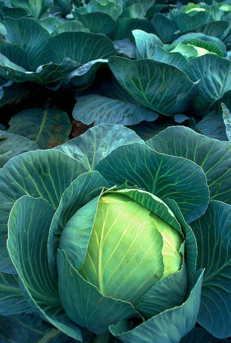 Winter Cabbages in field 28