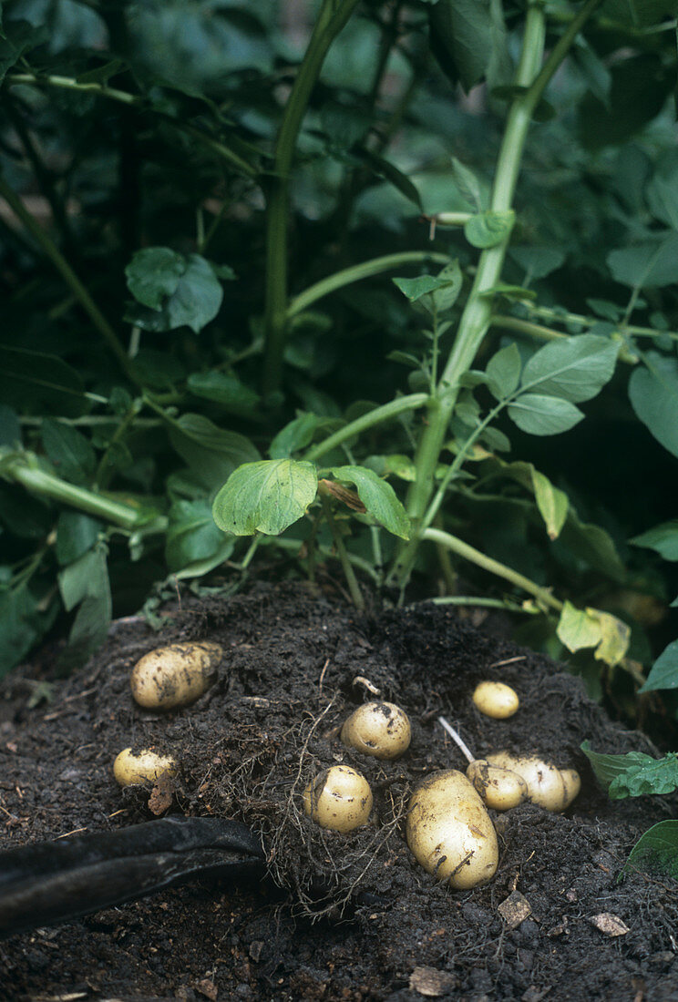Potatoes (Solanum tuberosum 'Charlotte')