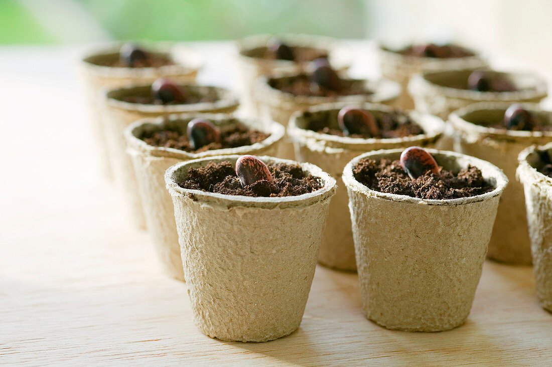 Runner bean seeds in pots