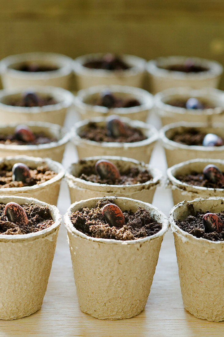 Runner bean seeds in pots