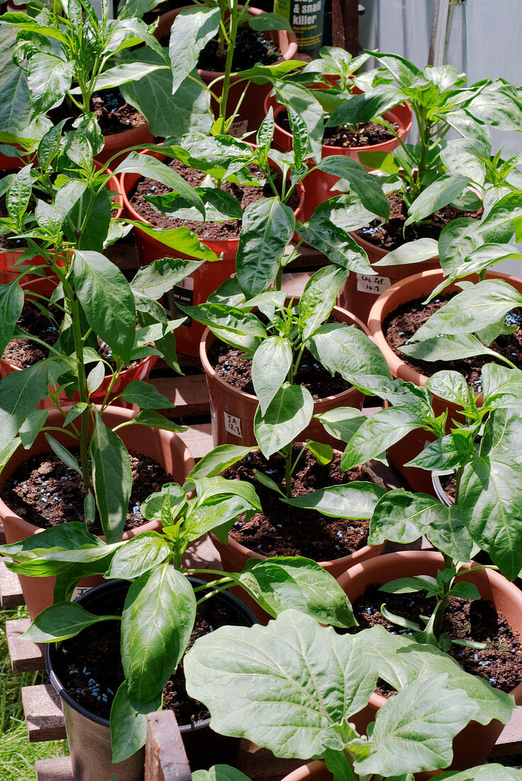 Pepper seedlings (Capsicum sp.)