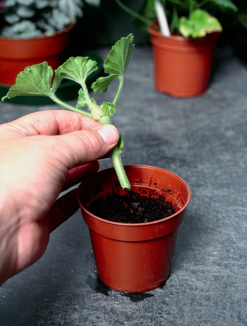 Planting a geranium cutting