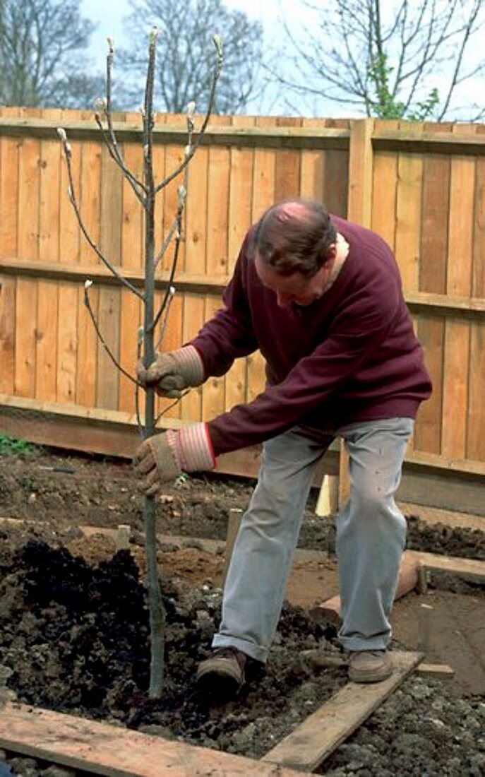 Planting a tree (image 4 of 6)